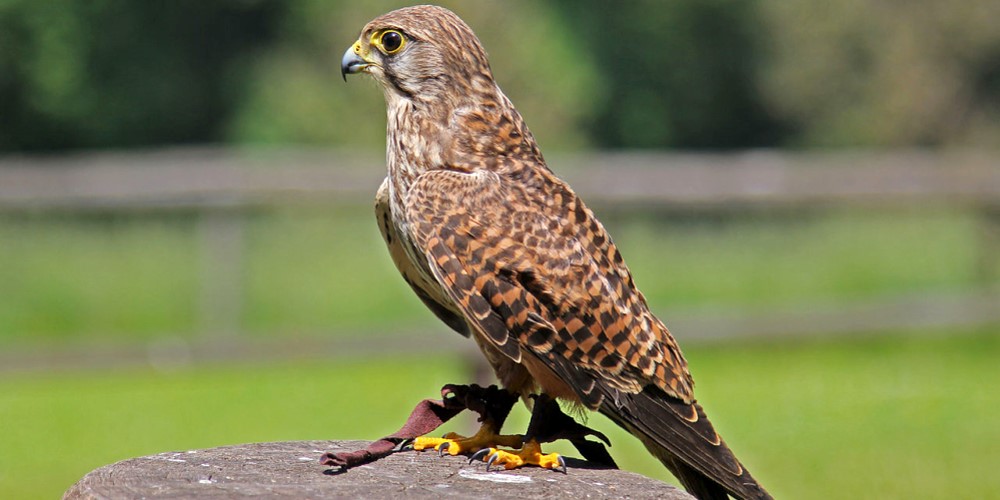 Adler- und Wolfspark Kasselburg