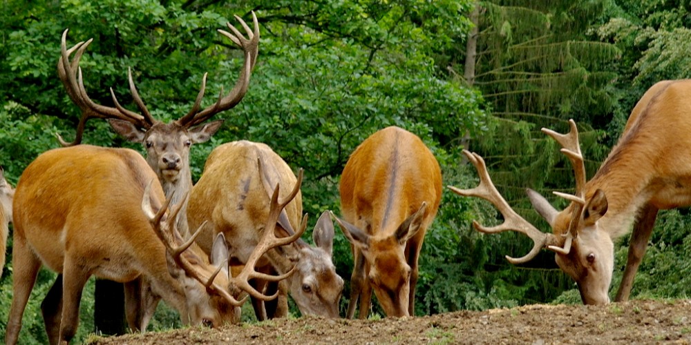 Wild- und Erlebnispark Daun